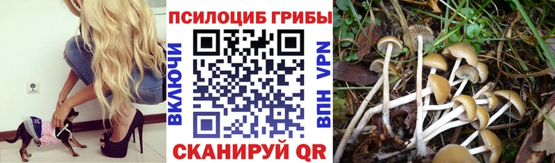Псилоцибиновые грибы ЛСД  где купить наркоту  Видное 